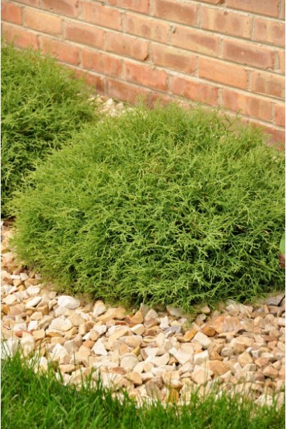 Туя Мистер Боулинг Болли, которая создает идеальный акцент в саду.