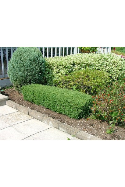 Туя Мистер Боулинг Болл для создания низких живых изгородей.