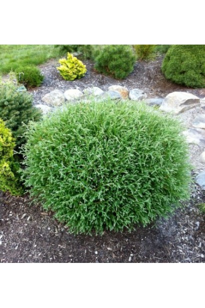 Западная западная Мистер Боулинг Болл для маленьких садов.