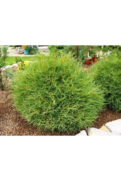 Туя Мистер Боулинг Болл с компактной шаровидной формой.