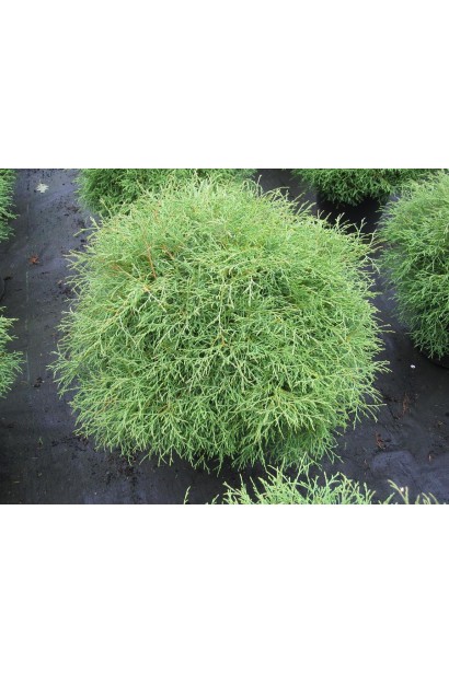 Округлая туя Мистер Боулинг Болли с плотной хвоей.