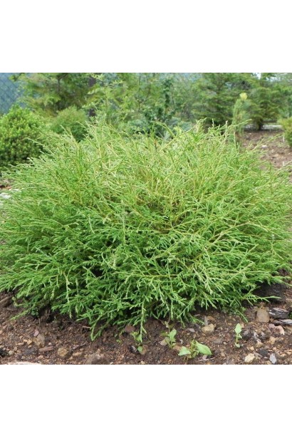 Thuja occidentalis Mr Bowling Ball