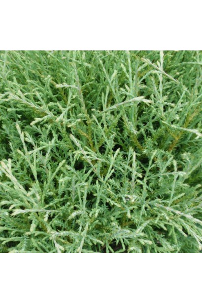 Туя западная Мистер Боулинг Болл – хвоя