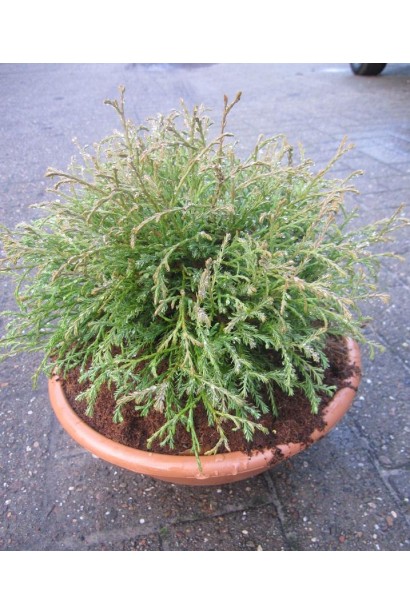 Туя западная Мистер Боулинг Болл в контейнере