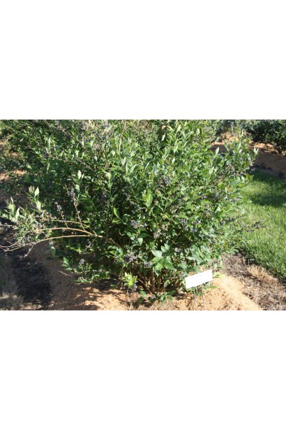 Голубика высокорослая Дюк в саду