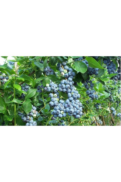 Черника щитковая Дюк