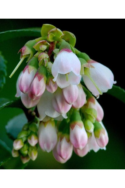 Голубика высокорослая Дюк цветения