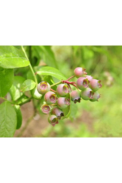 Голубика высокорослая Дюк