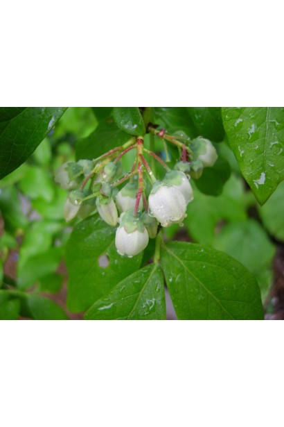 Голубика высокорослая Duke