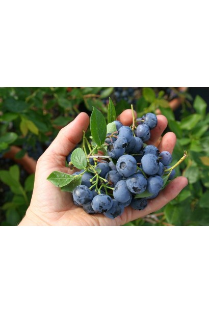 Голубика высокорослая Дюк синие плоды