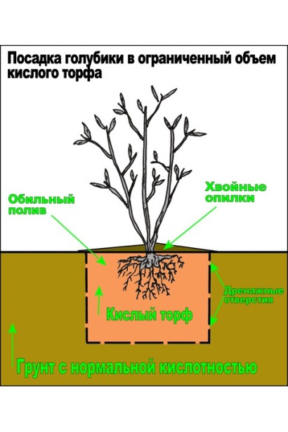Vaccinium corymbosum Duke