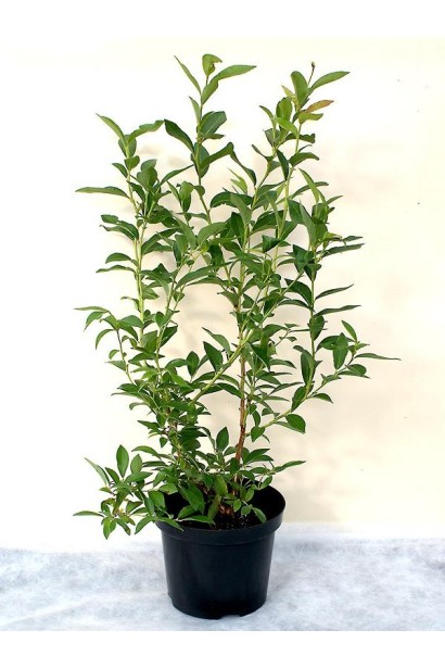 Голубика высокорослая Дюк саженец в контейнере