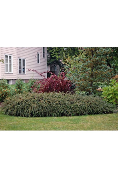 Кизильник Урсинов использование в ландшафте