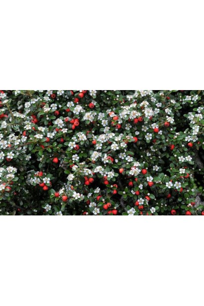 Кизильник горизонтальный Урсинов
