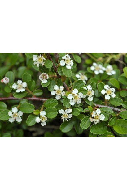 Cotoneaster suecicus / Dammeri Ursynow