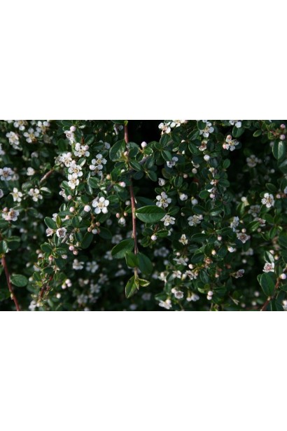 Кизильник гибридный / Даммера Урсинов