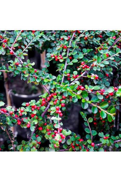 Cotoneaster Dammeri Ursynow