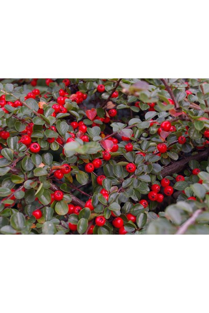 Кизильник гибридный Урсинов красные плоды