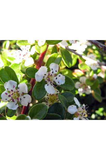 Кизильник Даммера Урсинов цветение белыми цветами.