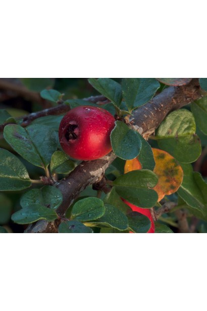 Cotoneaster suecicus Ursynow