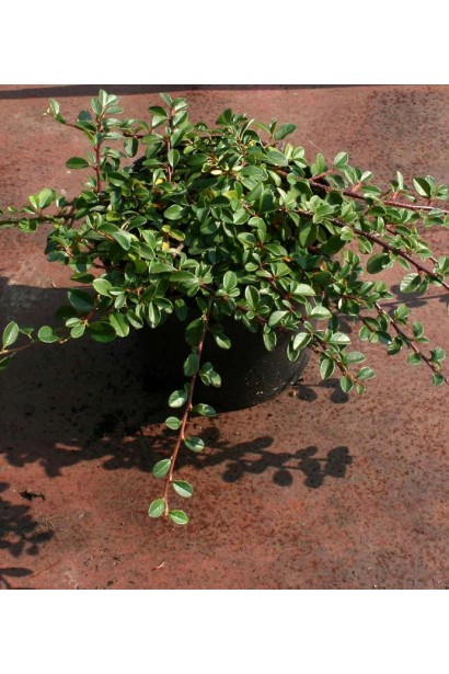 Кизильник Даммера Урсинов в контейнере