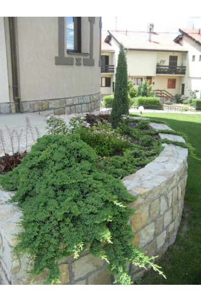 Можжевельник лежащий Бонин Айлс в ландшафте на клумбе