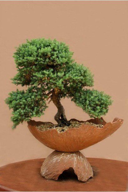 Можжевельник лежачий Бонин Айслс в виде бонсая