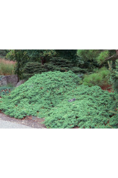 Можжевельник лежачий Бонин Айслс / Бонин Айлс