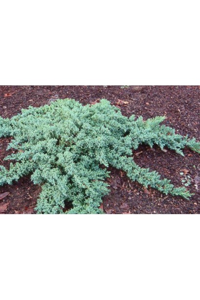 Можжевельник лежачий Бонин Айлс - ползучий хвойный куст с густыми побегами