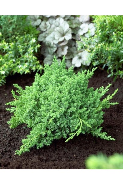 Можжевельник лежачий Бонин Ислес