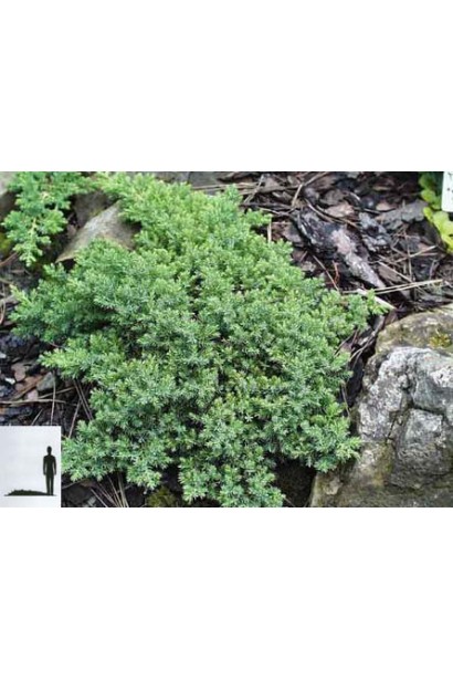 Можжевельник лежащий Bonin Isles