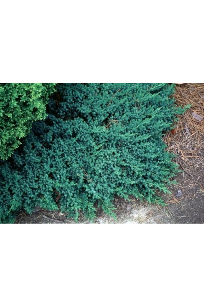 Juniperus procumbens Bonin Isles