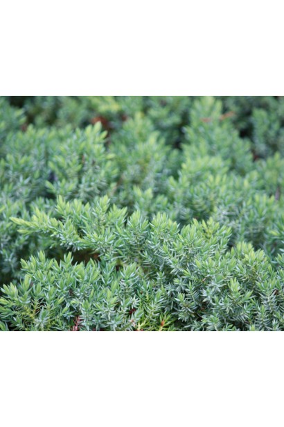 Можжевельник Bonin Isles - густые побеги с серповидно изогнутыми иглами