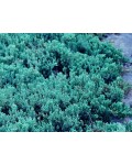 Можжевельник лежачий Бонин Айслс / Бонин Ислес | Ялівець лежачий Бонін Айслс / Бонін Іслес | Juniperus procumbens Bonin Isles