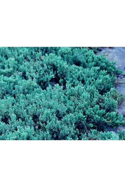 Можжевельник лежачий Бонин Айлз - живой ползучий ковер