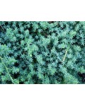 Ялівець лежачий Бонін Айслс / Бонін Іслес | Можжевельник лежачий Бонин Айслс / Бонин Ислес | Juniperus procumbens Bonin Isles