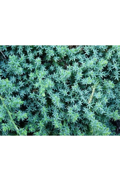 Можжевельник лежачий Бонин Айслс - игольчатая сизо-голубая хвоя