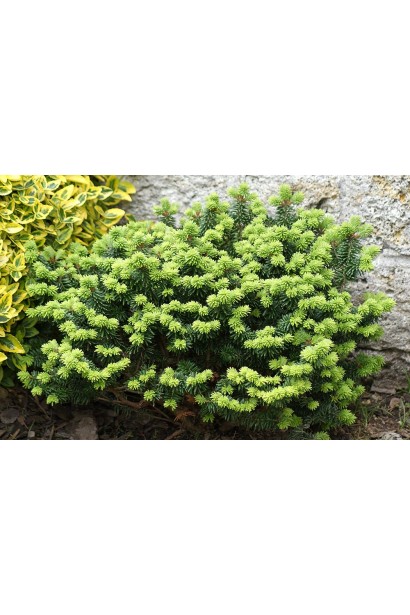 Abies balsamea Piccolo: карликовий сорт з акуратною сферичною формою крони.
