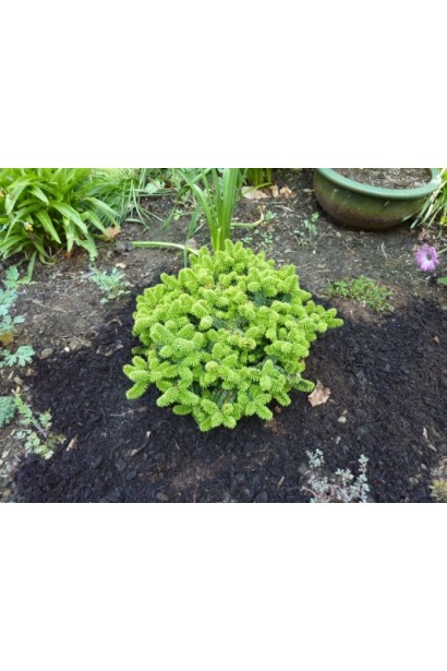 Саджанець ялиці Пікколо: чудово переносить низькі температури та зберігає форму.