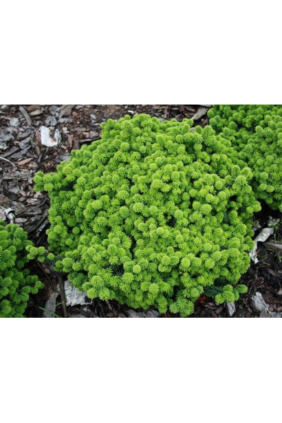 Abies balsamea Piccolo