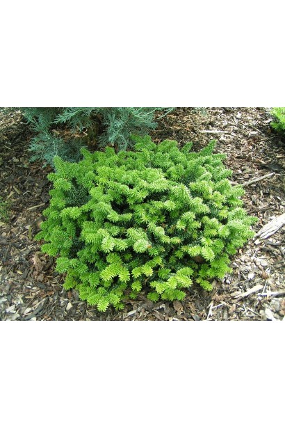 Ялиця бальзамічна Пікколо 