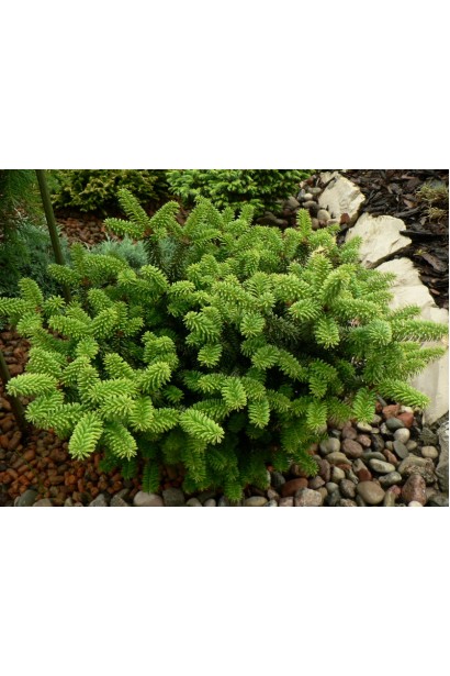 Ялиця бальзамічна Пікколо: мініатюрний сорт з густою темно-зеленою хвоєю.