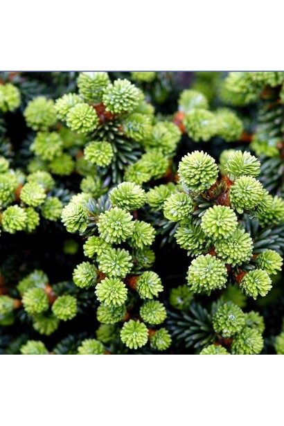 Хвоя ялиці бальзамічної Пікколо: густий зелений покрив, що залишається декоративним цілий рік.