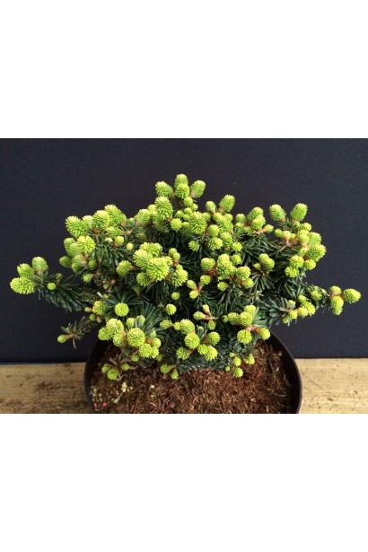 Молодий приріст ялиці Пікколо