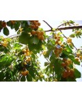 Черешня Любава желтая (средне-поздняя) | Черешня Любава жовта (середньо-пізня) | Prunus avium Lyubava