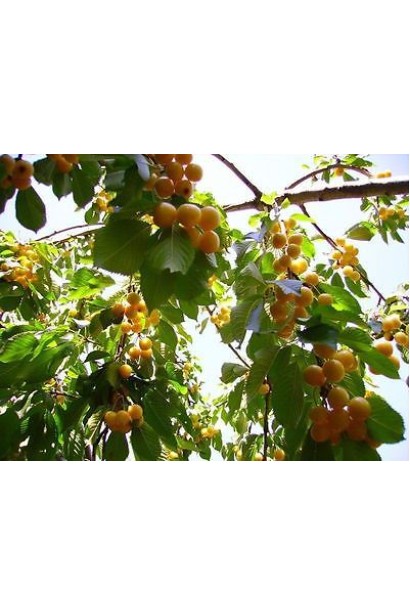 Черешня Любава жовта із солодкими плодами.