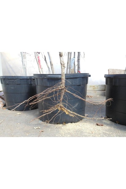 Черешня Любава жовта (середньо-пізня)