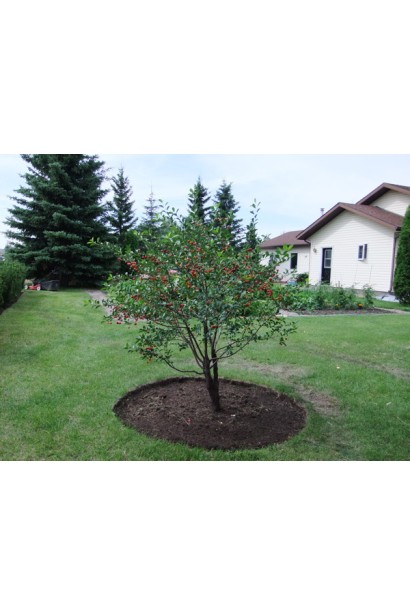 Черешня Любава жовта для садових ландшафтів.