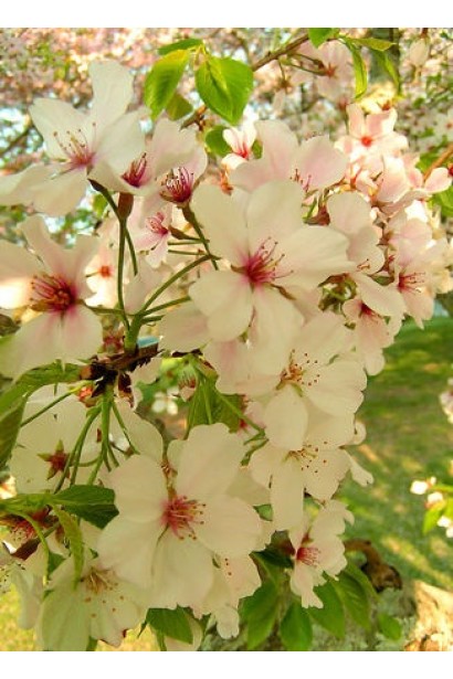 Черешня Любава жовта для літніх врожаїв.