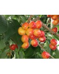 Черешня Любава жовта (середньо-пізня) | Черешня Любава желтая (средне-поздняя) | Prunus avium Lyubava
